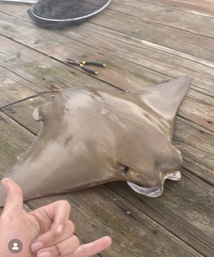 Cow nose Ray