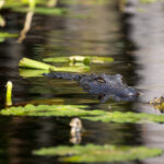 Okefenokee-1-Julian-Buckmaster-1100x733-1.jpg